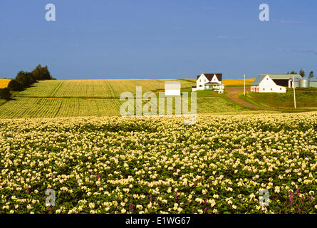 Campo di patate in fiore, New Haven, Prince Edward Island, Canada Foto Stock