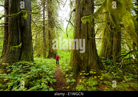 Una giovane donna escursionismo in Snootli Creek Parco Regionale, Bella Coola, British Columbia Foto Stock