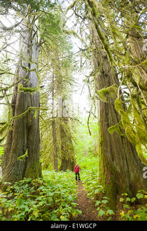 Una giovane donna escursionismo in Snootli Creek Parco Regionale, Bella Coola, British Columbia Foto Stock