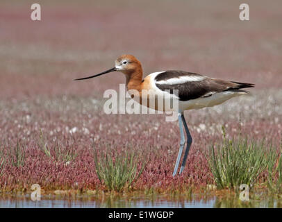 American Avocet, Recurvirostra americana, in piedi da strada stagno in Saskatchewan, Canada Foto Stock