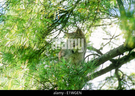 La lince, (Felis lynx) Foto Stock