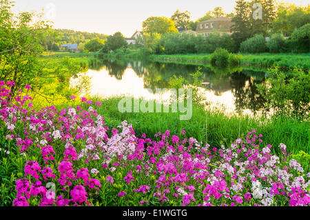 Phlox in bloom Hunter River, Prince Edward Island, Canada Foto Stock