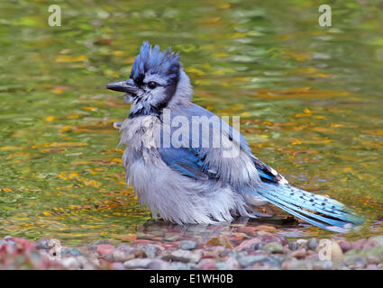 Un Blue Jay, Cyanocitta cristata, bagna in un cortile stagno, a Saskatoon, Saskatchewan, Canada Foto Stock