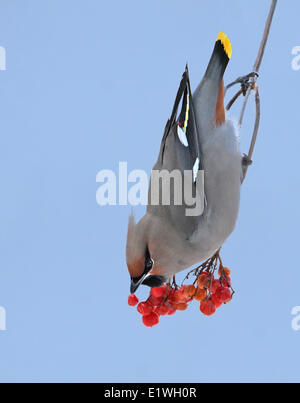 Un Bohemian Waxwing, Bombycilla garrulus, mangiando i frutti di bosco in Saskatchewan, Canada Foto Stock