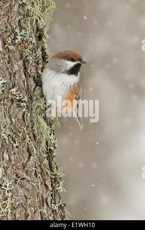 Luisa boreale, Poecile hudsonicus, appollaiato su un albero di abete rosso, al lago di candela, Saskatchewan, Canada Foto Stock