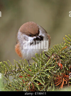 Luisa boreale, Poecile hudsonicus, appollaiato su un ramo di abete rosso, al lago Anglin, Saskatchewan, Canada Foto Stock