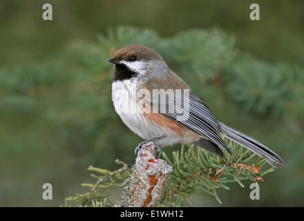 Luisa boreale, Poecile hudsonicus, appollaiato su un ramo di abete rosso, al lago Anglin, Saskatchewan, Canada Foto Stock