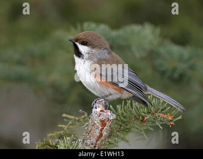 Luisa boreale, Poecile hudsonicus, appollaiato su un ramo di abete rosso, al lago Anglin, Saskatchewan, Canada Foto Stock