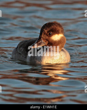 Una femmina Bufflehead, Bucephala albeola, in uno stagno in ultima luce in Saskatchewan, Canada Foto Stock