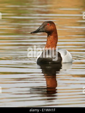 Un maschio Canvasback, Aythya valisineria, nuoto in uno stagno in Saskatchewan, Canada Foto Stock