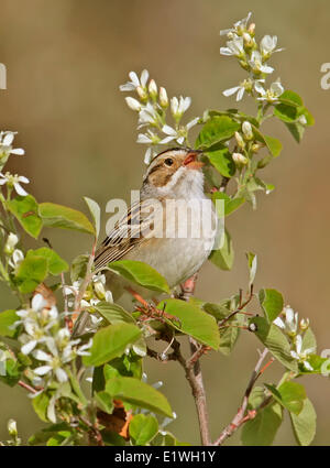 Un'argilla-colorato Sparrow, Spizella pallida, cantando a partire da un albero in Saskatchewan, Canada Foto Stock