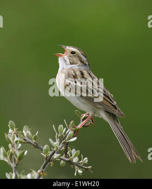 Un'argilla-colorato Sparrow, Spizella pallida, cantando da un lupo willow tree in Saskatchewan, Canada Foto Stock