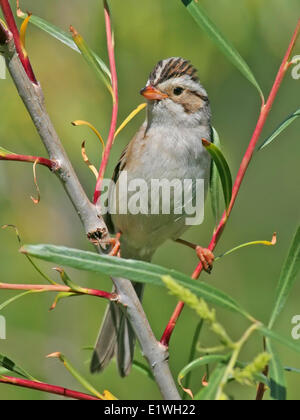 Un'argilla-colorato Sparrow, Spizella pallida, arroccato in una willow in Saskatchewan, Canada Foto Stock
