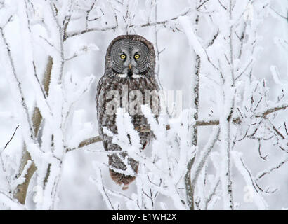 Grande Gufo grigio, Strix nebulosa, arroccato nella neve al Nisbet foresta, Saskatchewan, Canada Foto Stock