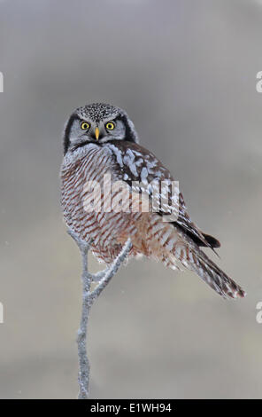 A nord del Hawk Owl, surnia ulula, arroccato a Prince Albert National Park, Saskatchewan, Canada Foto Stock