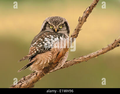 A nord del Hawk Owl, surnia ulula, arroccato a Prince Albert National Park, Saskatchewan, Canada Foto Stock