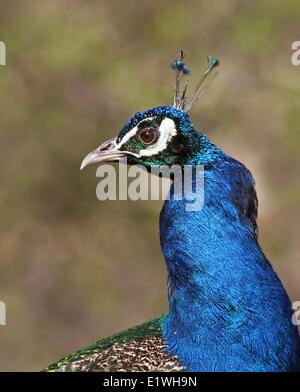 Peafowl comune, Pavo cristatus, maschio a Saskatoon, Saskatchewan, Canada Foto Stock