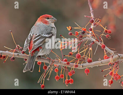 Pine Grosbeak maschio, Pinicola enucleator, si nutrono di frutta di Saskatoon, Saskatchewan, Canada Foto Stock