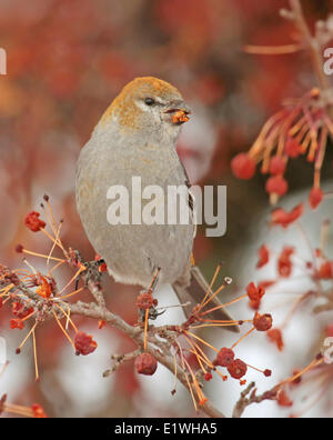 Pine Grosbeak femmina, Pinicola enucleator, si nutrono di frutta di Saskatoon, Saskatchewan, Canada Foto Stock