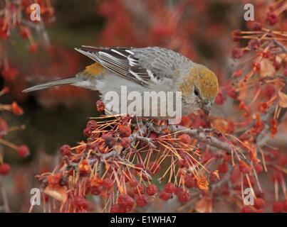 Pine Grosbeak femmina, Pinicola enucleator, si nutrono di frutta di Saskatoon, Saskatchewan, Canada Foto Stock