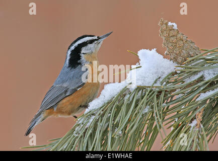 Un rosso-breasted picchio muratore, Sitta canadensis, appollaiato su un albero di pino, in Saskatchewan. Foto Stock