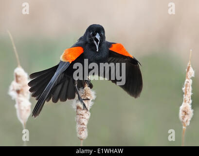 Un maschio rosso-winged Blackbird visualizza su un tifa in Saskatchewan, Canada Foto Stock