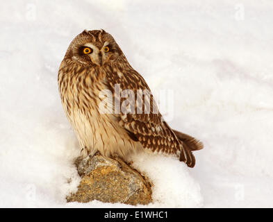 Corto-eared Owl, asio flammeus, sat nella neve, a Gardiner Dam, Saskatchewan Foto Stock