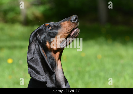 Nero e marrone coonhound ritratto - cucciolo maschio Foto Stock