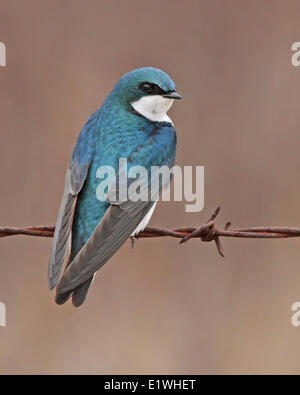 Tree Swallow, Tachycineta bicolor, appollaiato sul filo spinato in Saskatchewan, Canada Foto Stock