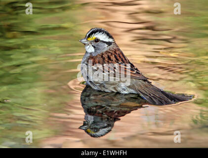 Un bianco-throated Sparrow, Zonotrichia albicollis, balneazione in un cortile pond di Saskatoon, Saskatchewan Foto Stock