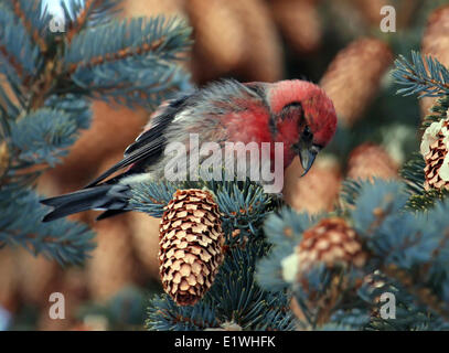 Un maschio bianco-winged Crossbill, Loxia leucoptera, arroccato in un abete albero a gomito, Saskatchewan Foto Stock