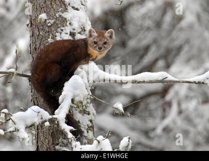 American Marten (Martes americana) in Banff, Alberta Foto Stock