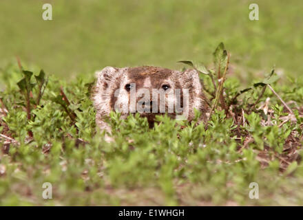 American Badger (Taxidea taxus) guarda fuori dalla sua tana, in Saskatchewan, Canada Foto Stock