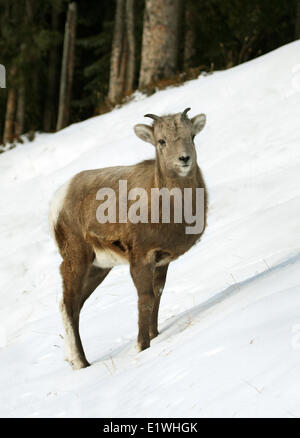 Un giovane Bighorn (Ovis canadensis) , presso il Parco Nazionale di Banff, Alberta Foto Stock