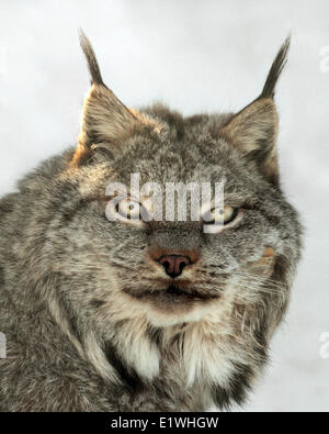 Canadese (Lynx Lynx canadensis) a Saskatoon Saskatchewan, ritratto Foto Stock