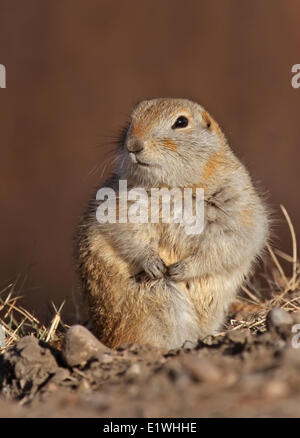 Richardson di massa (scoiattolo Urocitellus richardsonii) in Saskatoon, Saskatchewan Foto Stock