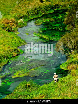 Fiume Waihou Nuova Zelanda Spring Creek Foto Stock