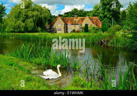 Cigno, Cygnus olor, nuoto lungo il bordo dei fiumi vicino country estate, Fiume Avon, Chalkstreams, Inghilterra Foto Stock