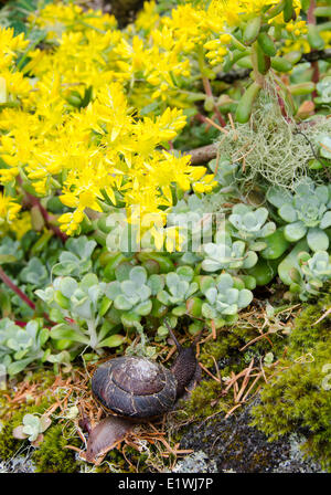 Non identificato lumache terrestri polverulente dudleya Dudleya farinosa è un succulento pianta conosciuta anche bluff polverulenti di lattuga Foto Stock