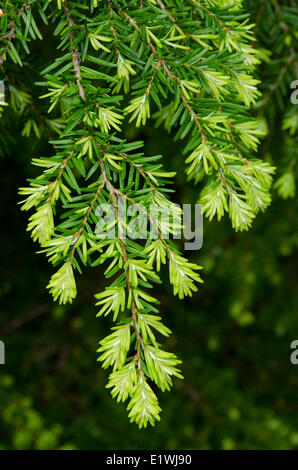 Aghi di lavaggio, Western hemlock, Tsuga heterophylla, British Columbia, Canada Foto Stock