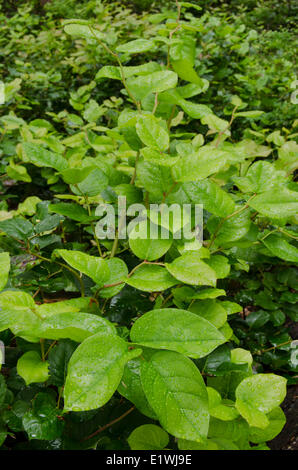 Salal, Gaultheria shallon, un coriaceo-lasciava un arbusto in heather (Famiglia Ericaceae), nativo di western America del Nord Foto Stock