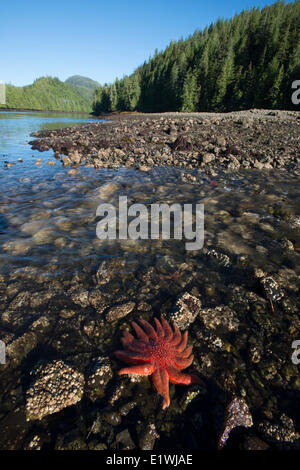 Pycnopodia helianthoides, comunemente noto come il girasole seastar a Nimmo Bay Wilderness Resort, British Columbia, Canada Foto Stock