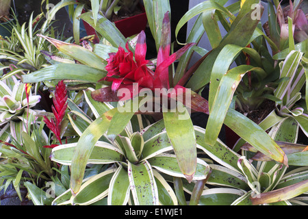 Australian garden center a terrey hills, sydney, NSW, Australia Foto Stock