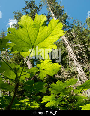 Devil's club Oplopanax horridus sottobosco in crescita vecchio western redcedar Thuja plicata forest Abbott Creek Quesnel Lago Foto Stock