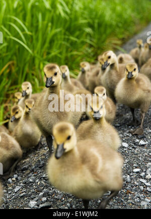 Un grande gruppo di goslings in Burnaby Lago, Burnaby, BC. Foto Stock