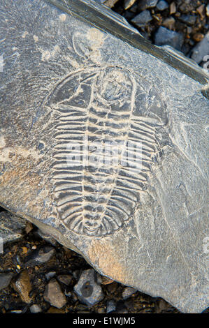 Un fossile trilobata sulla parte superiore della cava Walcott nel Parco Nazionale di Yoho, BC. Foto Stock