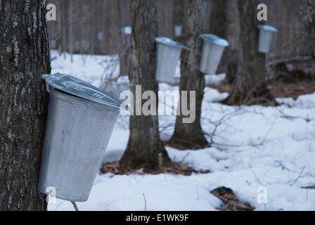 Tradizionale sciroppo di acero, benne, Cronks sciroppo di acero Farm, Ramara, Ontario, Canada Foto Stock