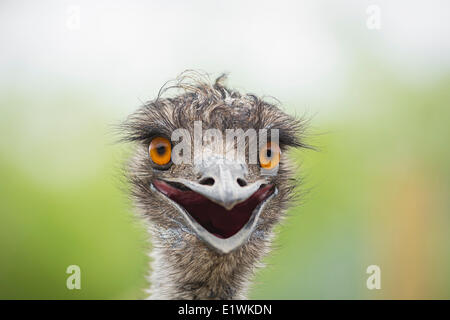 Emu (Dromaius novaehollandiae) a Assiniboine Park Zoo, Winnipeg, Manitoba, Canada Foto Stock