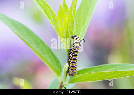 Farfalla monarca caterpillar (Danaus plexippus) sulle foglie, Shirley Richardson Butterfly Garden, Winnipeg, Manitoba, Canada Foto Stock