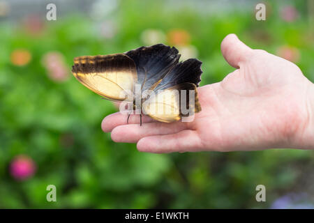 Farfalla civetta su mano a Shirley Richardson Butterfly Garden, Assiniboine Park Zoo, Winnipeg, Manitoba, Canada Foto Stock